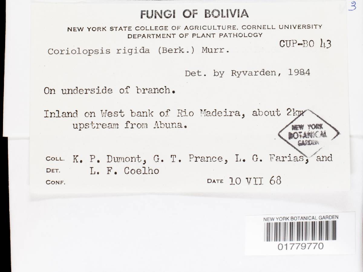 Coriolopsis floccosa image