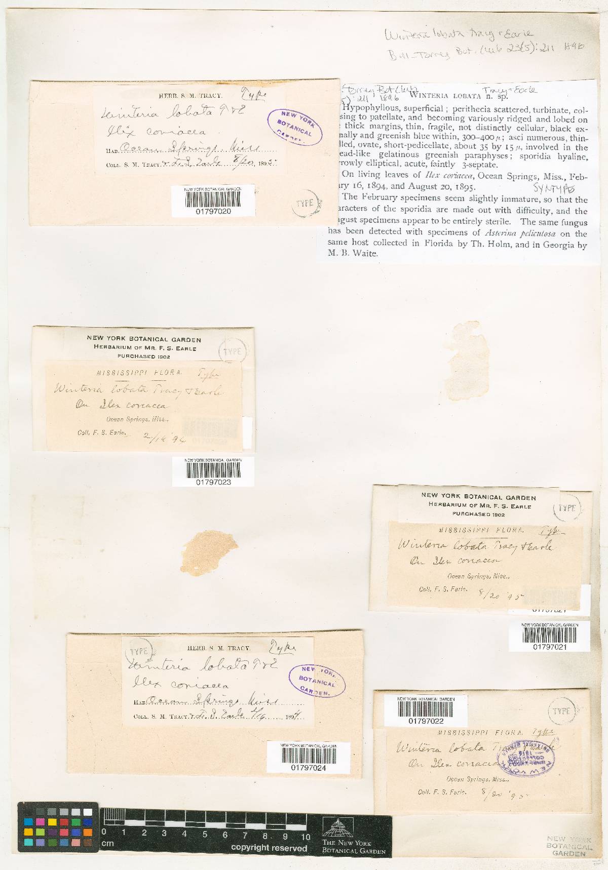 Protothelenellaceae image