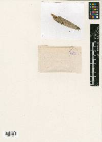 Hendersonia desmazieri image