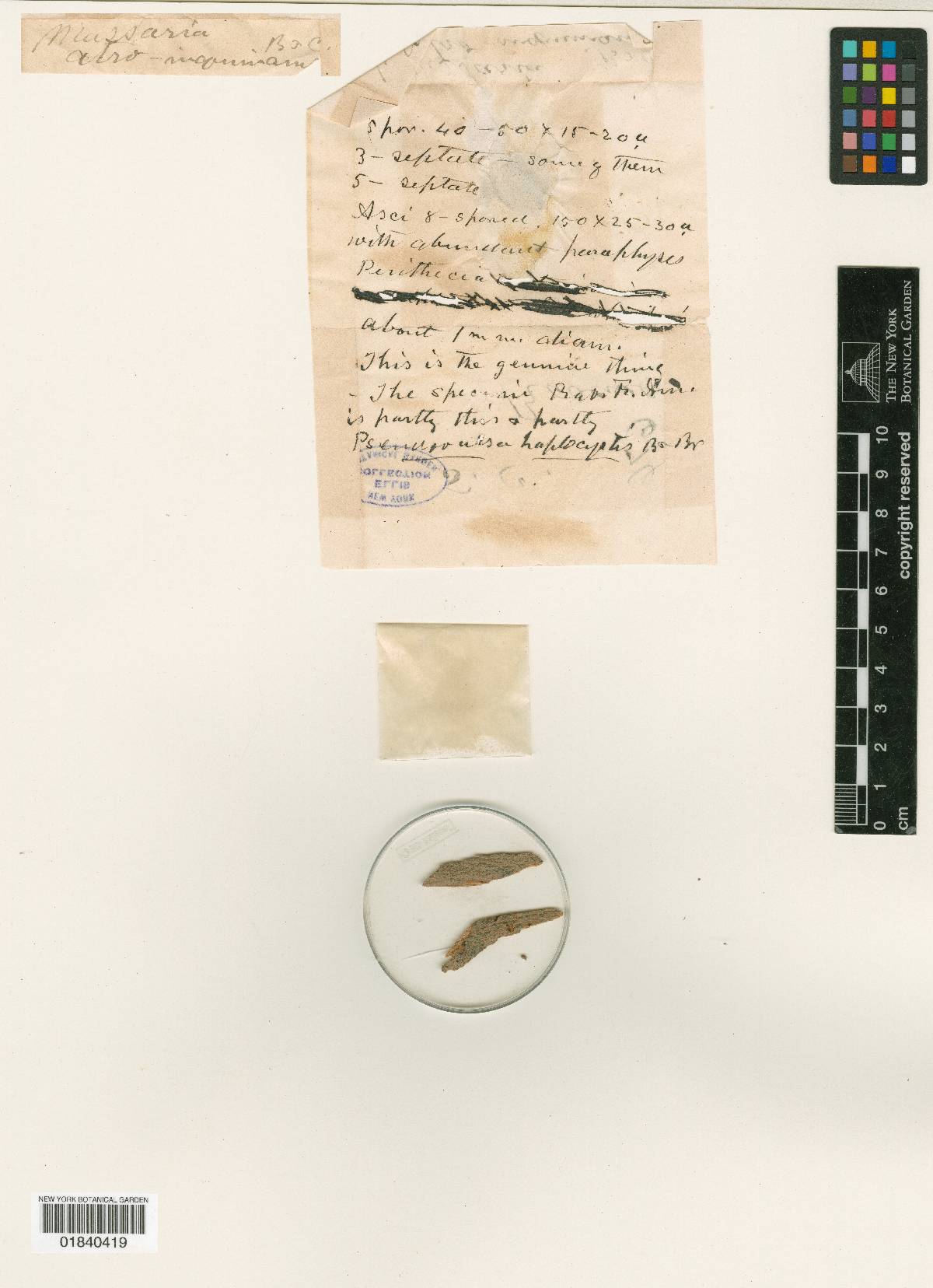 Splanchnonema image