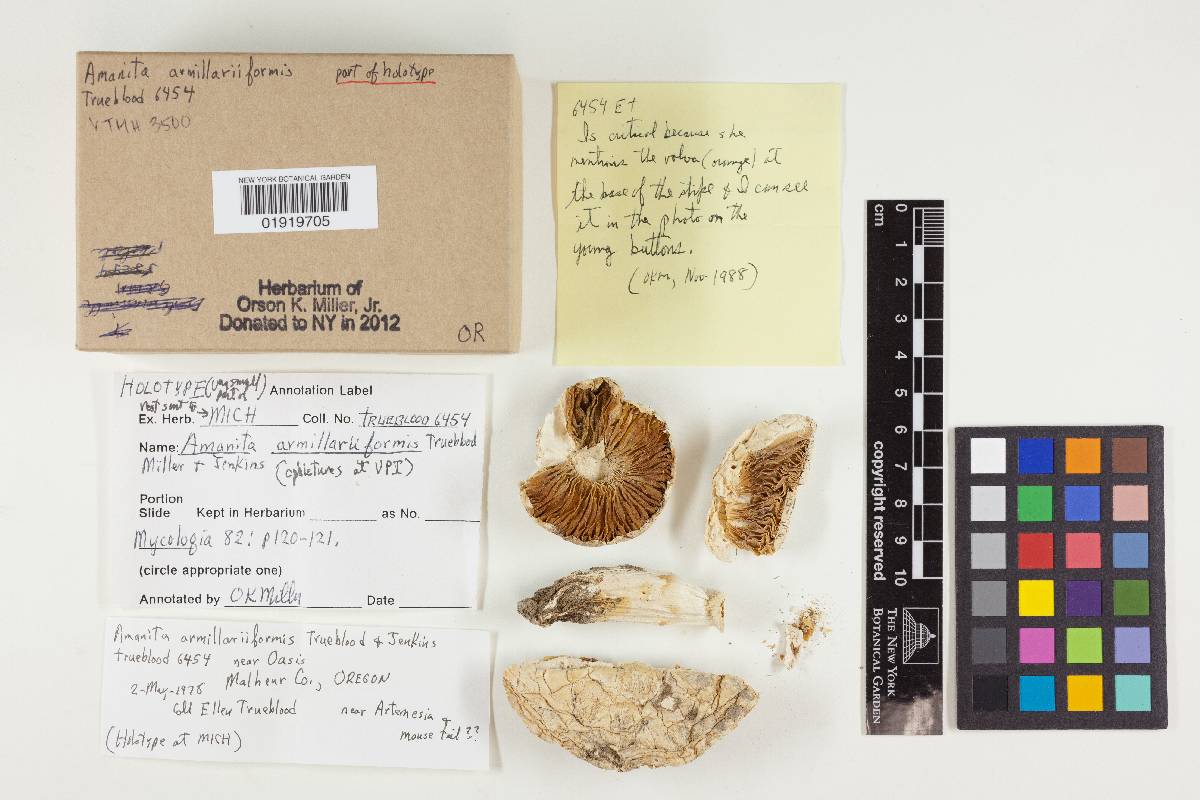 Amanita armillariiformis image