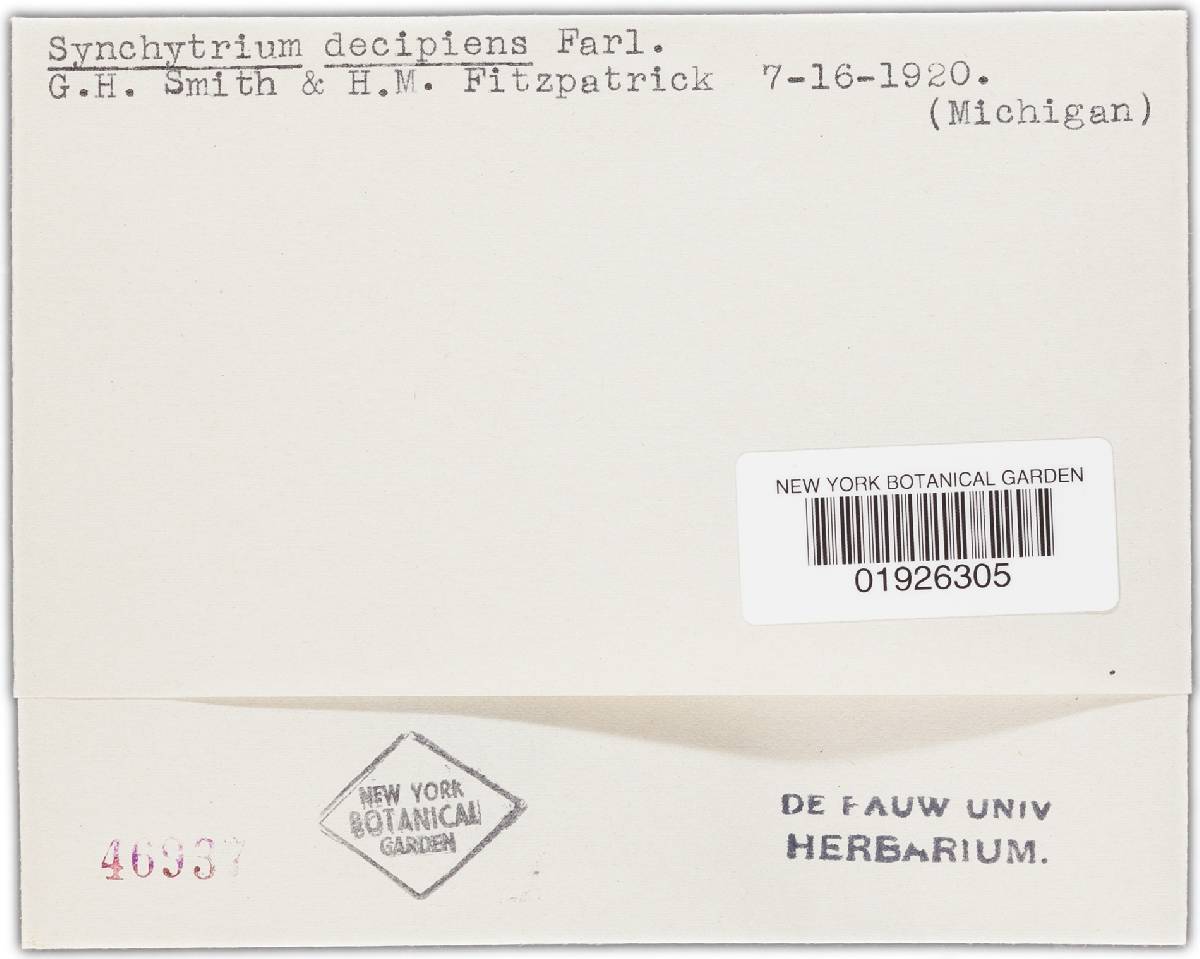 Synchytrium decipiens image