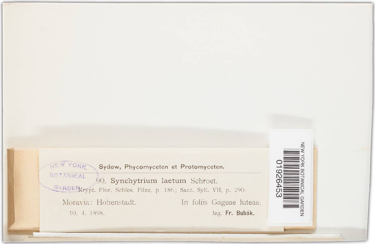 Synchytrium laetum image