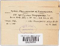 Synchytrium phegopteridis image