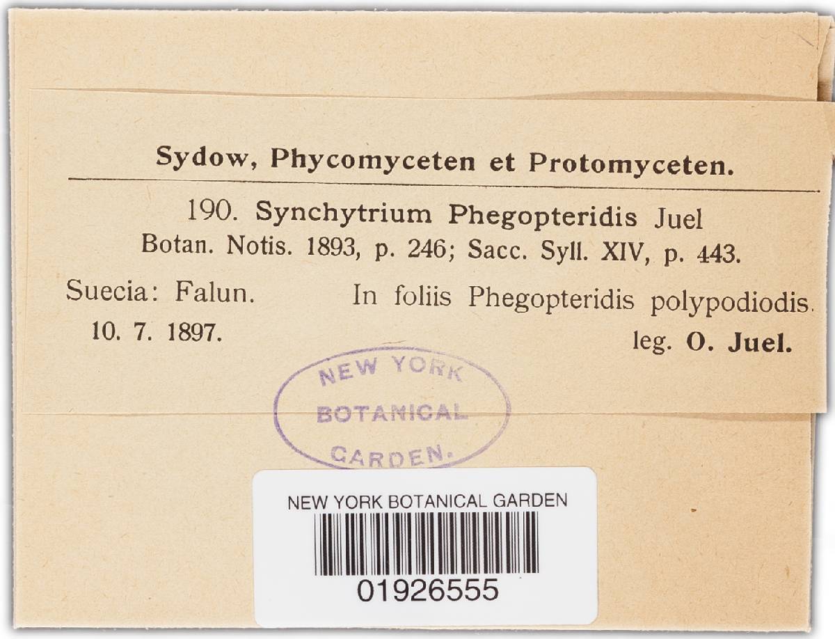 Synchytrium phegopteridis image