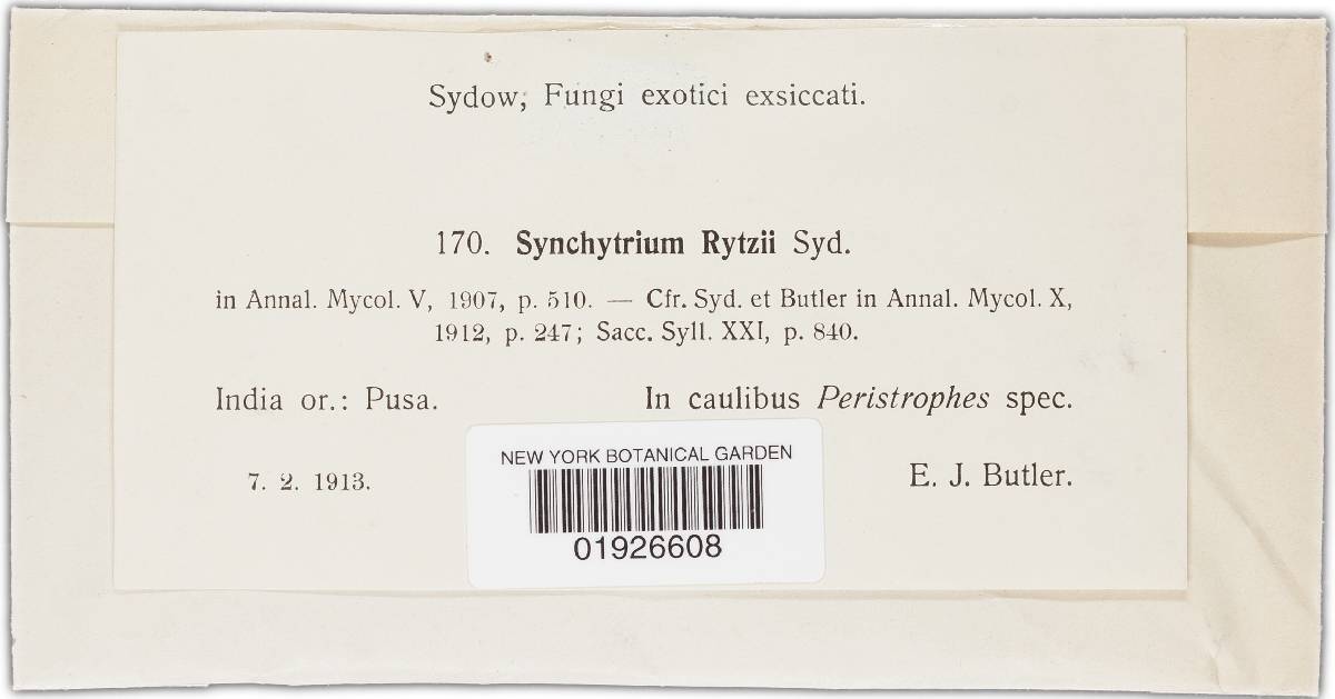 Synchytrium rytzii image