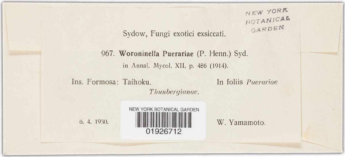 Woroninella puerariae image