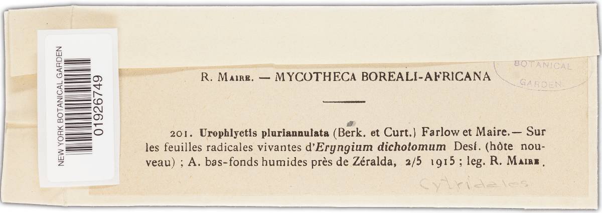 Urophlyctis pluriannulata image