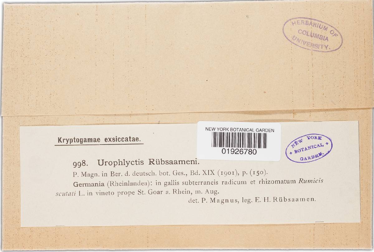 Urophlyctis ruebsaameni image