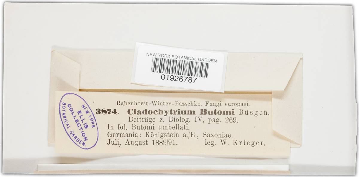 Physoderma butomi image