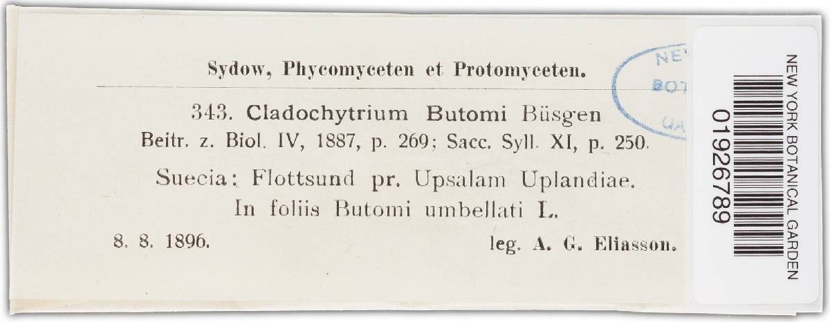Physoderma butomi image