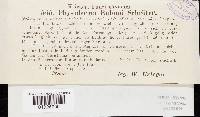 Physoderma butomi image