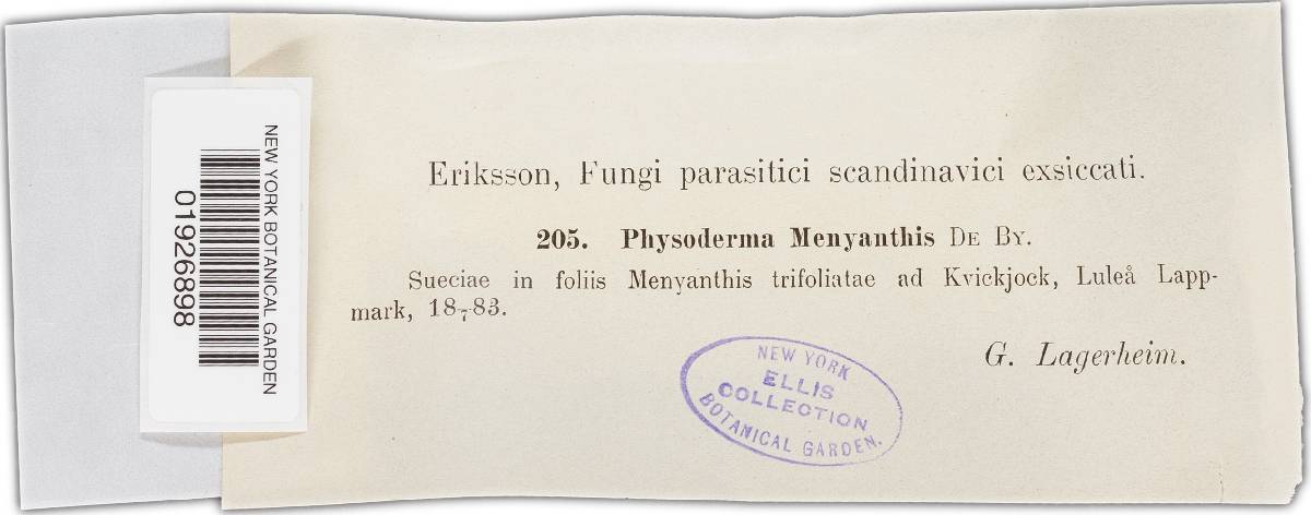 Physoderma menyanthis image