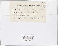 Physoderma maydis image
