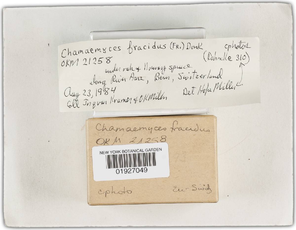 Chamaemyces fracidus image