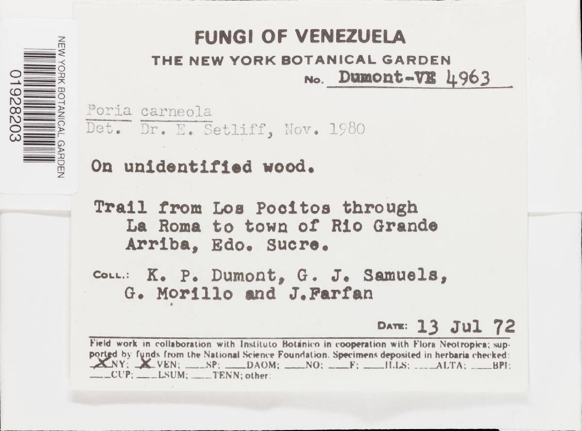 Junghuhnia carneola image