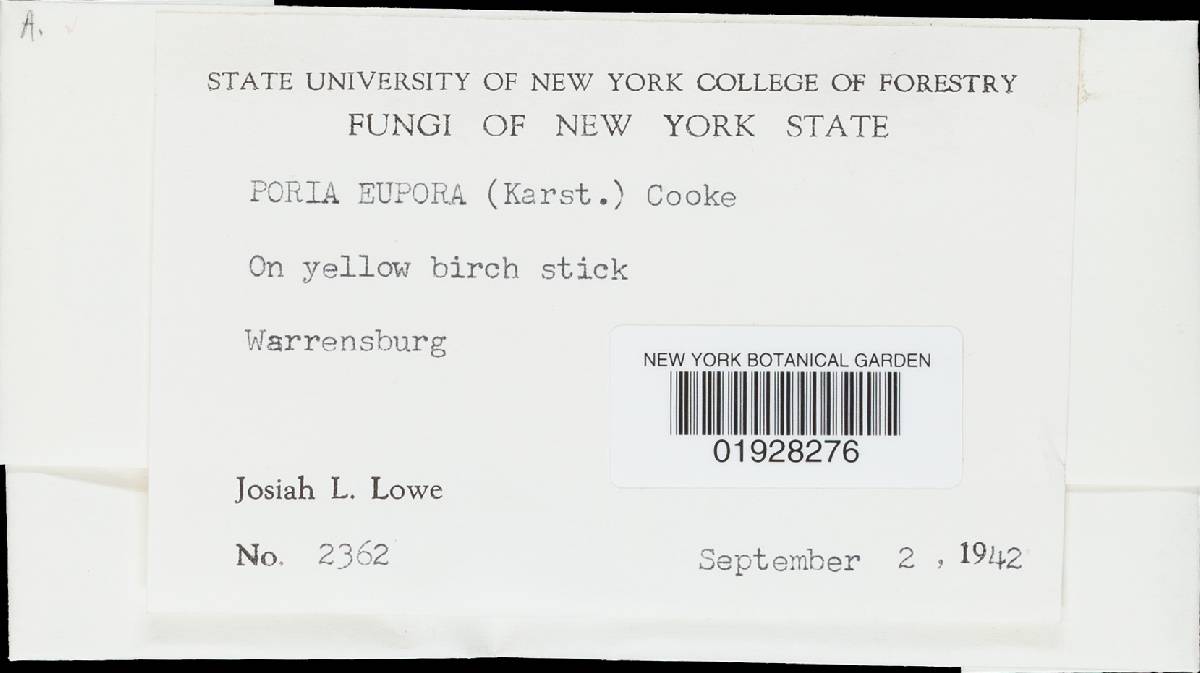 Junghuhnia nitida image