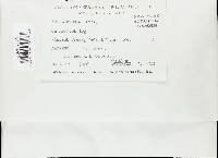Junghuhnia zonata image