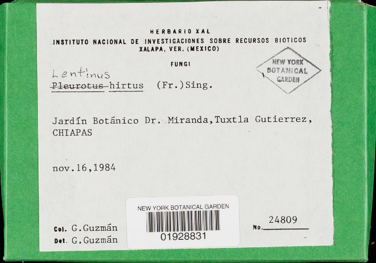 Lentinus scleropus image