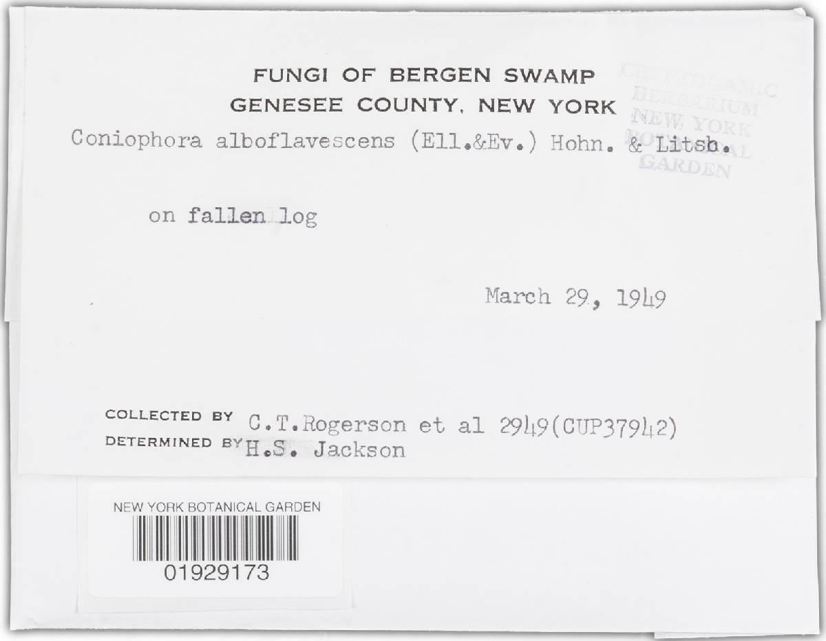 Ramaricium alboflavescens image