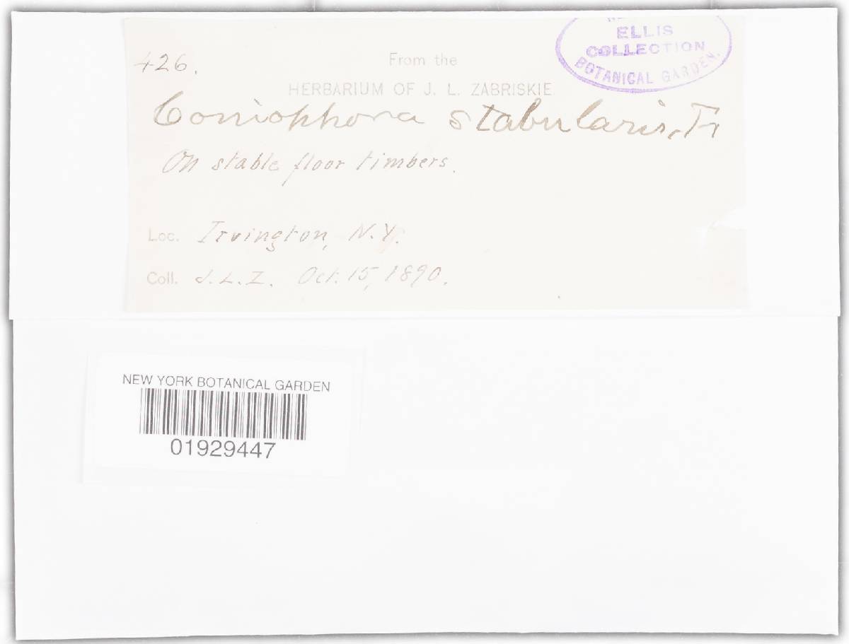 Coniophora stabularis image