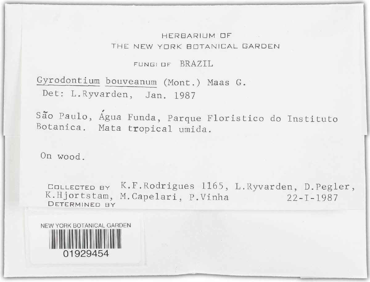 Gyrodontium boveanum image