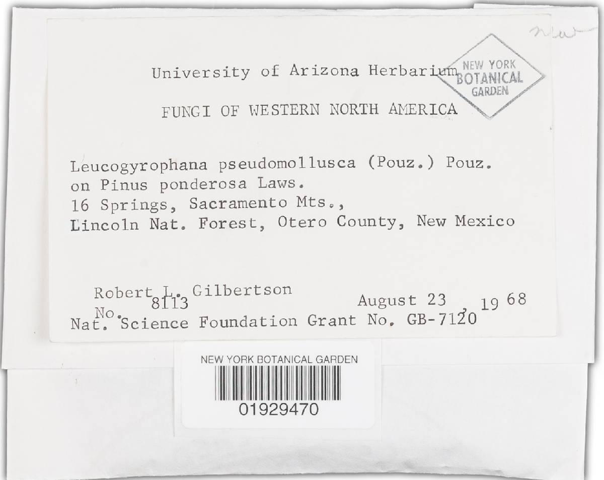 Leucogyrophana pseudomollusca image