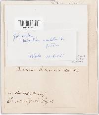 Serpula lacrymans image