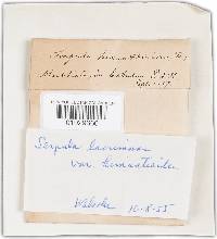Serpula himantioides image