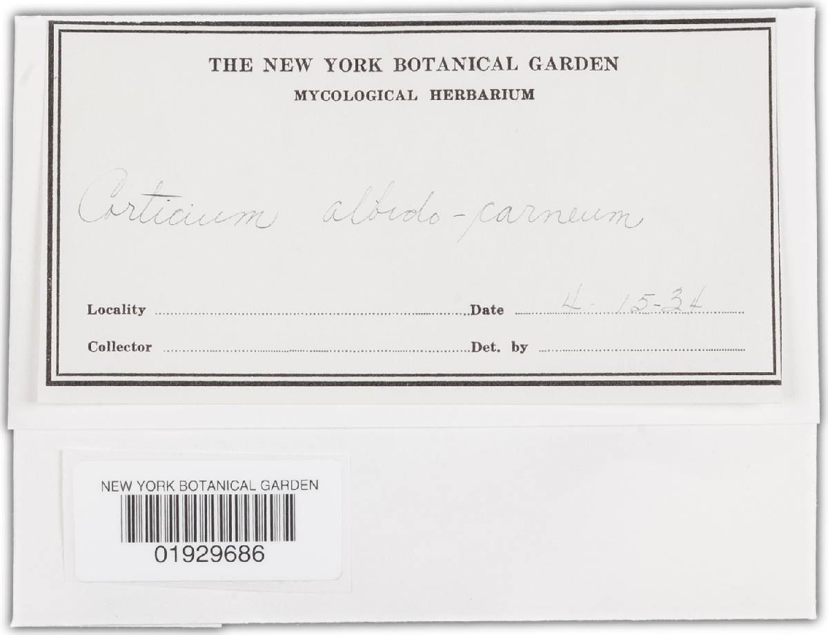 Corticium albidocarneum image
