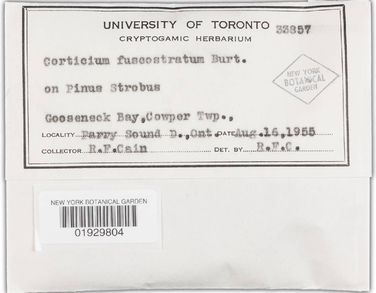 Leptosporomyces fuscostratus image