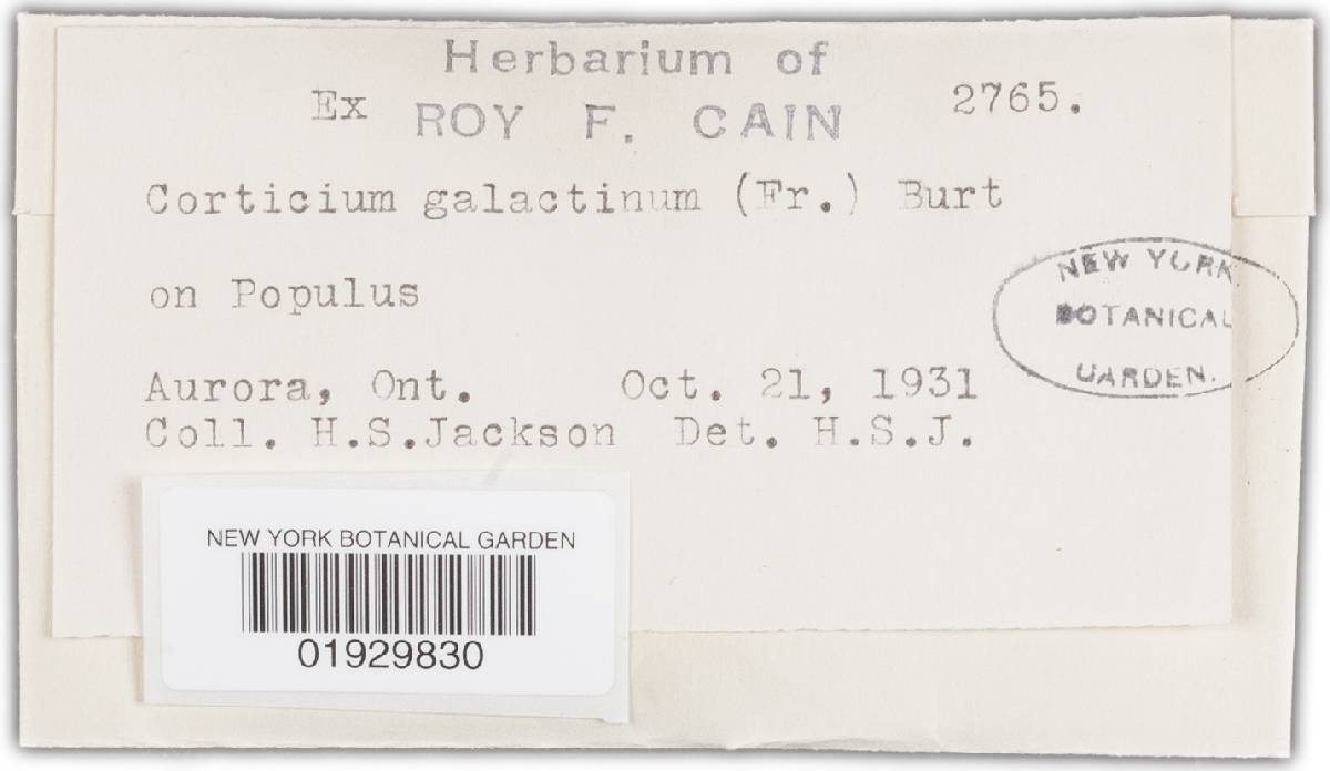 Scytinostroma galactinum image