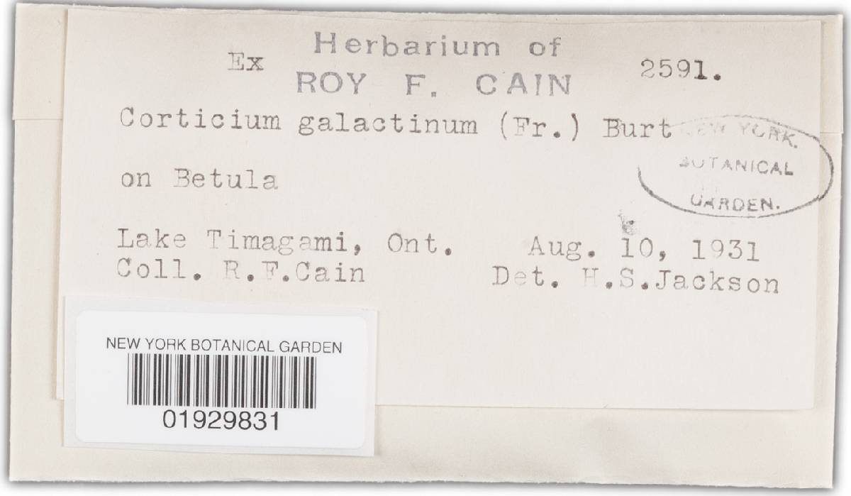Scytinostroma galactinum image