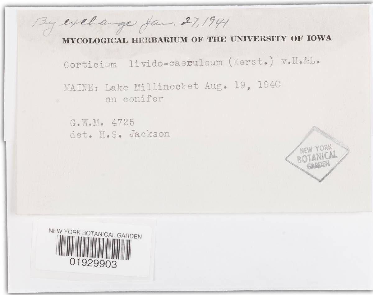 Corticium lividocaeruleum image