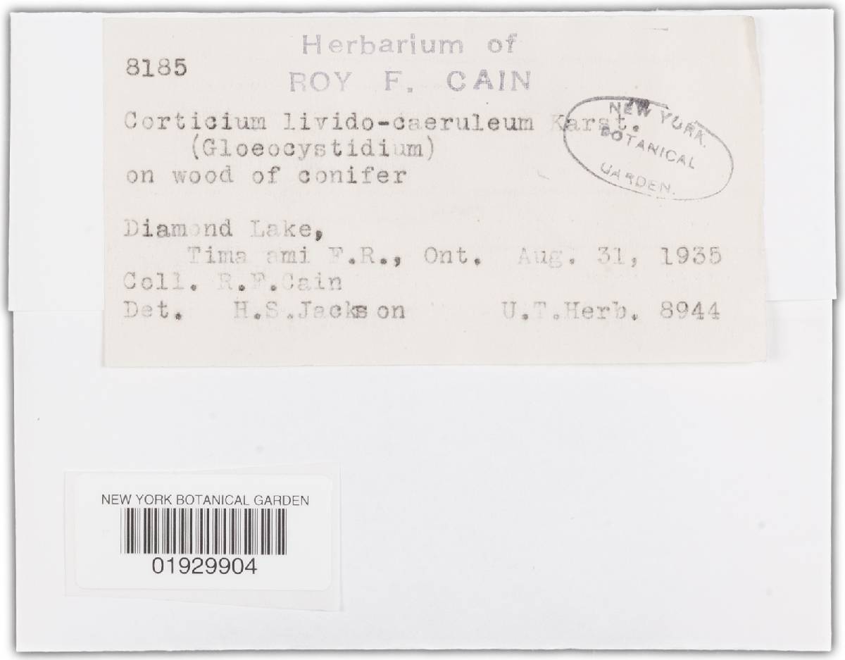 Corticium lividocaeruleum image