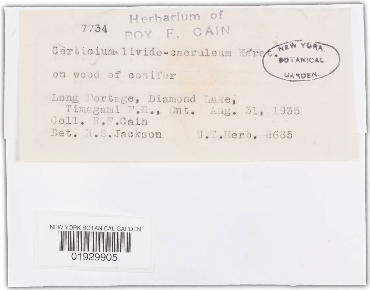 Corticium lividocaeruleum image