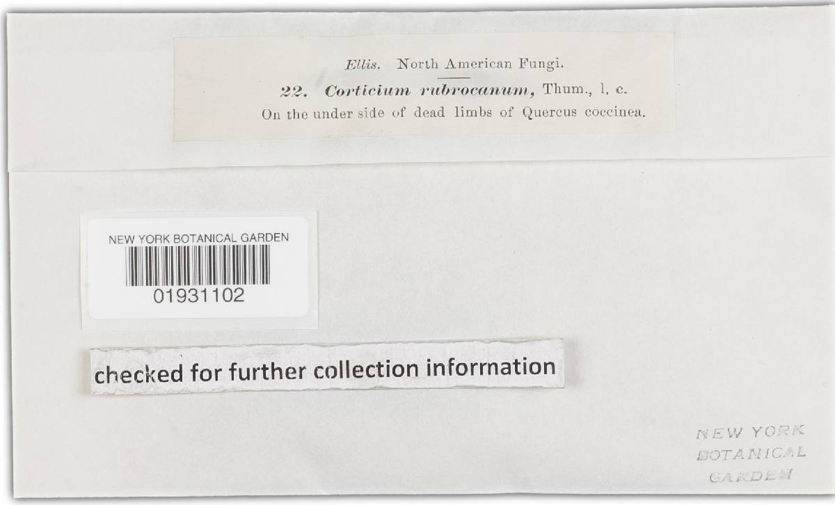 Corticium rubrocanum image