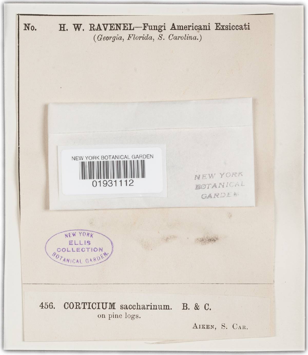 Corticium saccharinum image