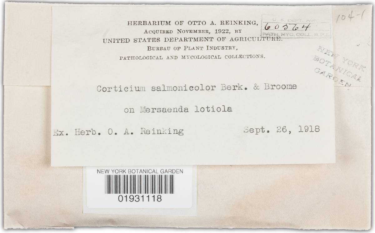 Phanerochaete salmonicolor image