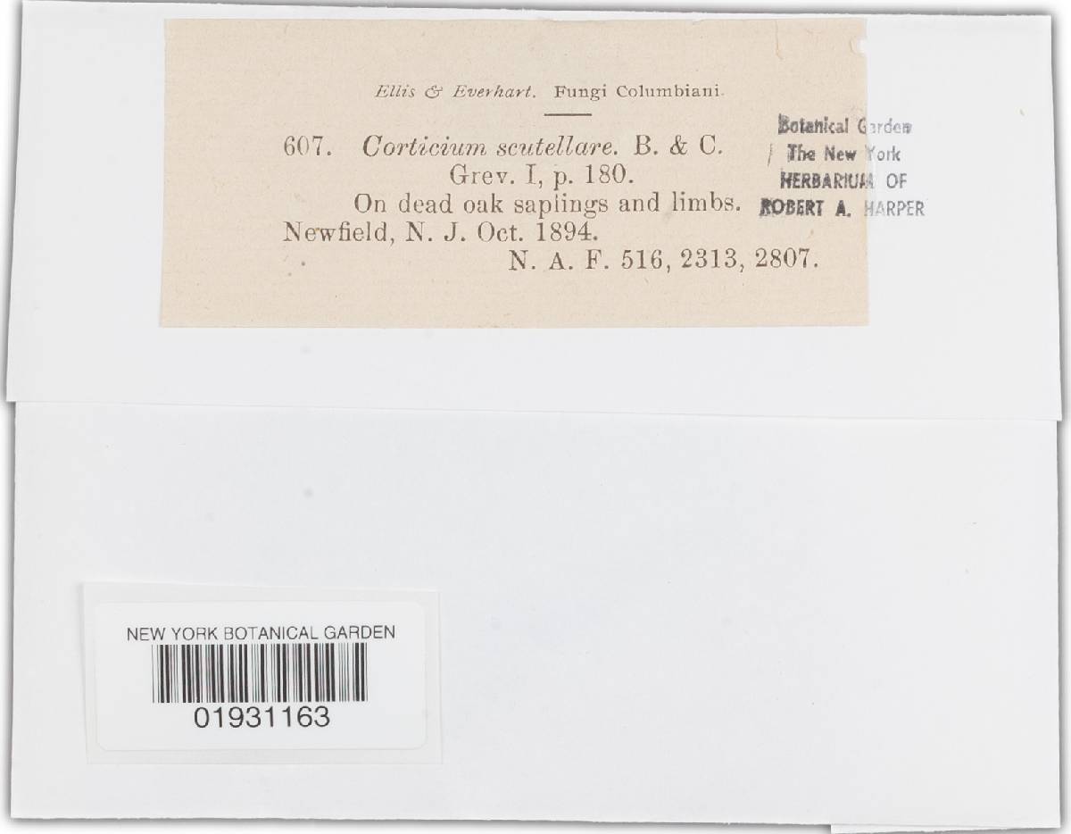 Corticium scutellare image