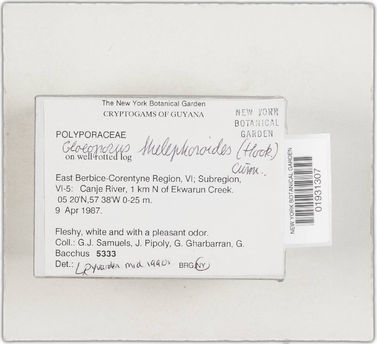Gloeoporus thelephoroides image