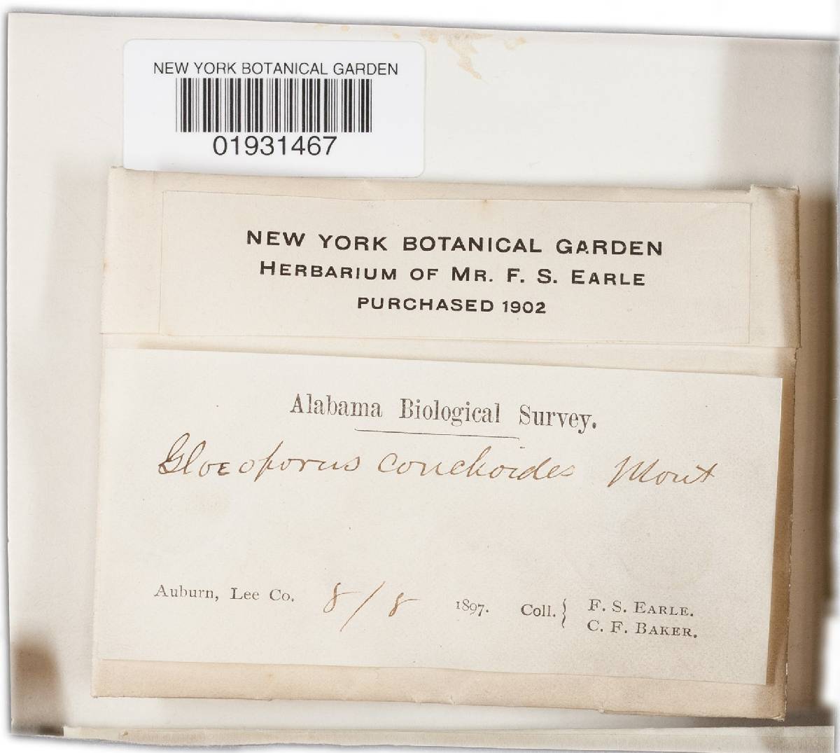 Gloeoporus thelephoroides image