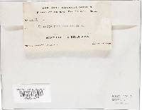 Gloeoporus thelephoroides image