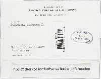 Gloeoporus dichrous image