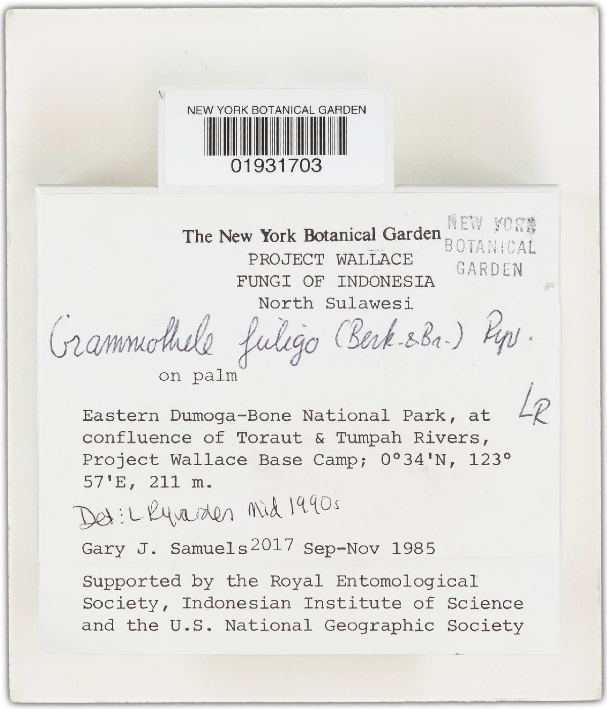 Grammothele fuligo image