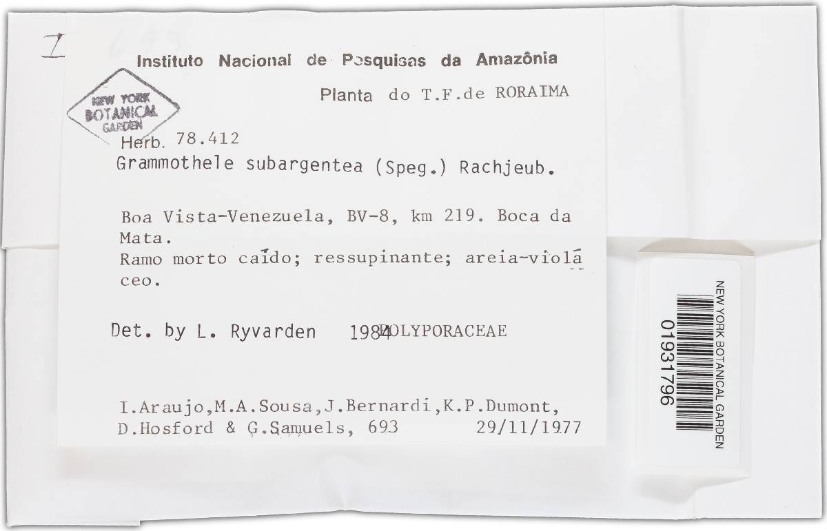 Grammothele subargentea image