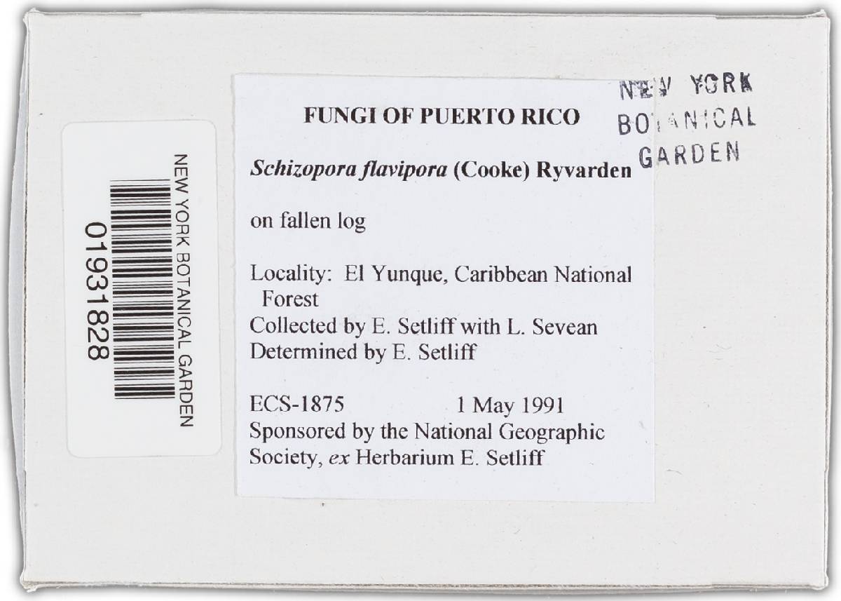 Schizopora flavipora image