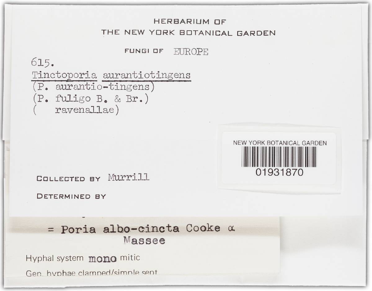 Porogramme albocincta image