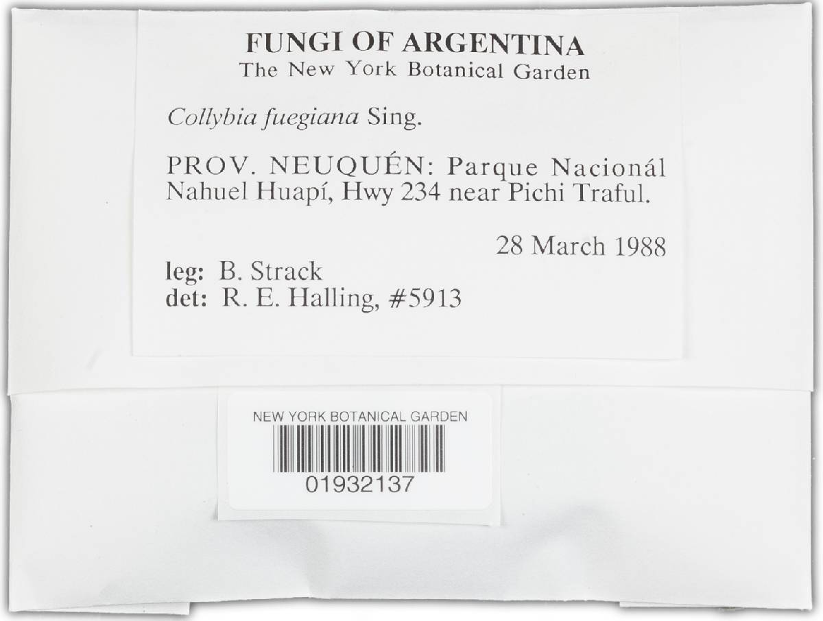 Collybia fuegiana image