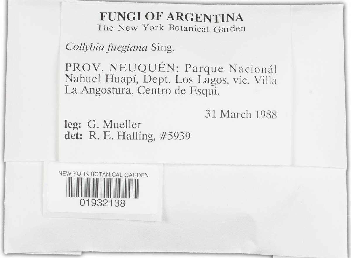 Collybia fuegiana image